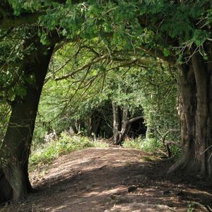 Meet your Posher, Evangeline